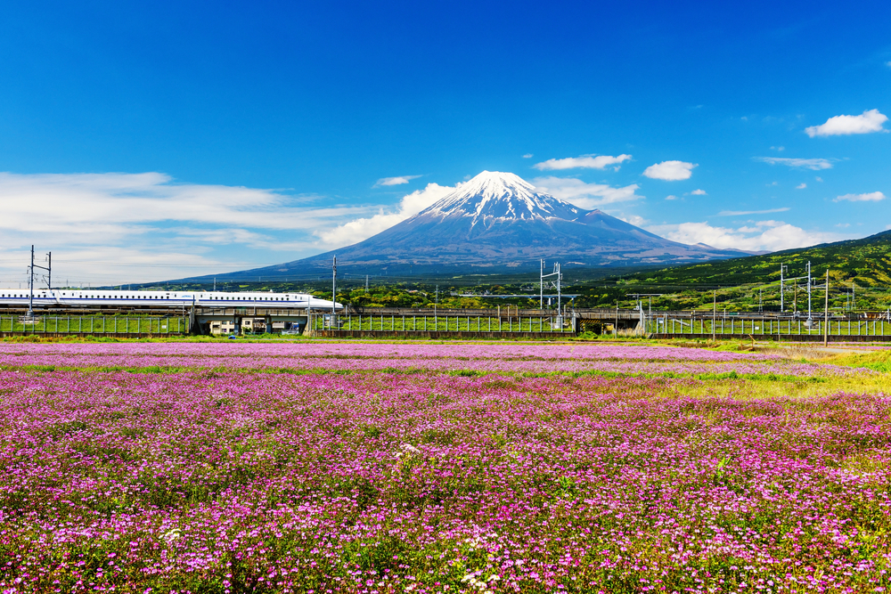 cherry blossoms in japan