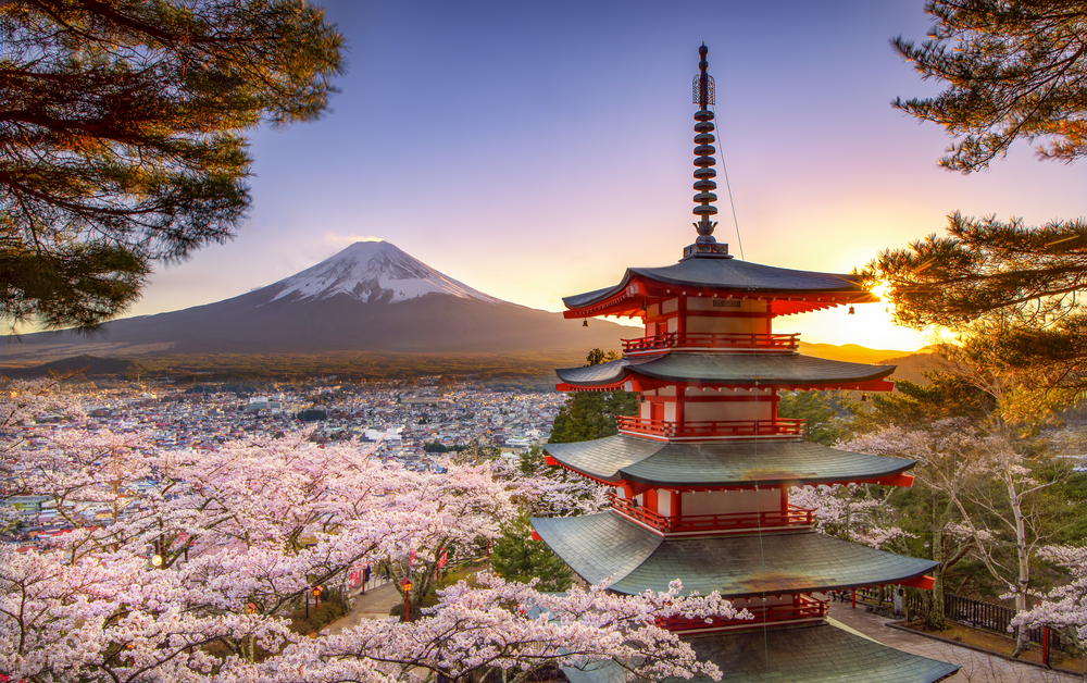 cherry blossoms in japan