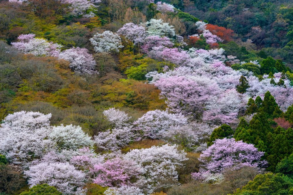 cherry blossoms in japan