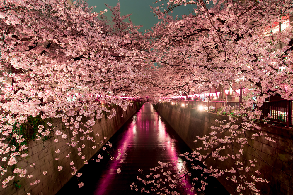 cherry blossoms in japan